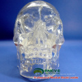 SKULL09 (12335) Medical Science Classic Life Size Cráneo Transparente, Cráneo Anatómico Modelo